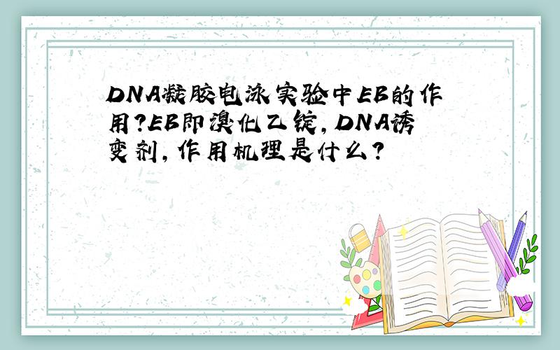 DNA凝胶电泳实验中EB的作用?EB即溴化乙锭,DNA诱变剂,作用机理是什么?