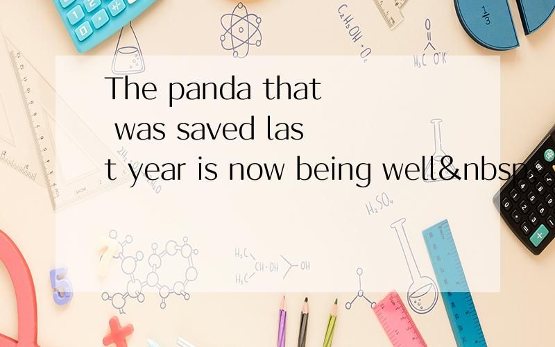 The panda that was saved last year is now being well __