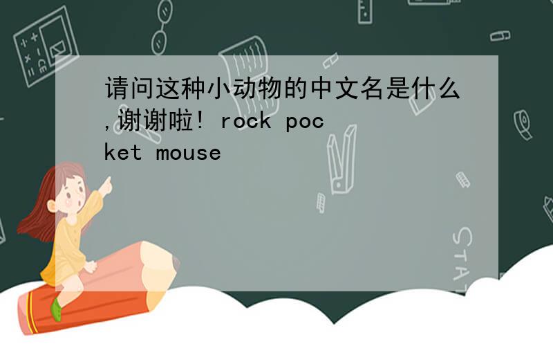 请问这种小动物的中文名是什么,谢谢啦! rock pocket mouse