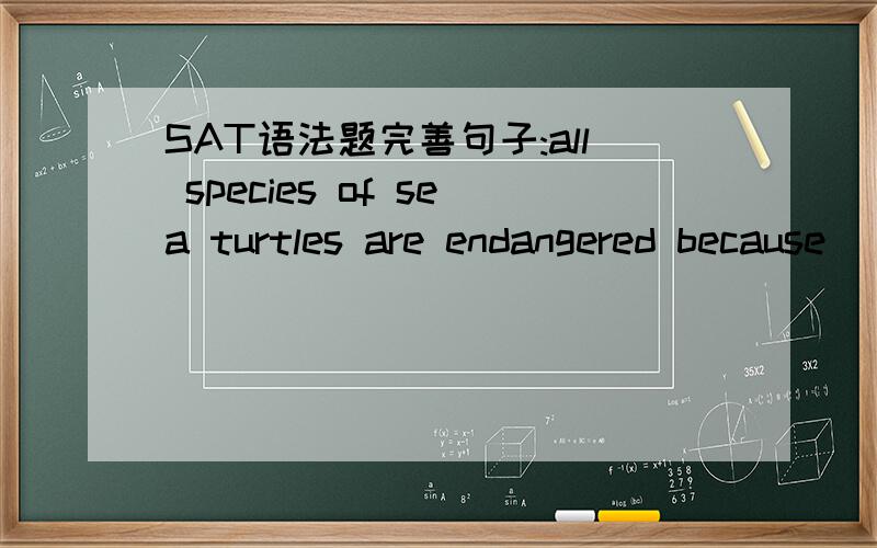 SAT语法题完善句子:all species of sea turtles are endangered because