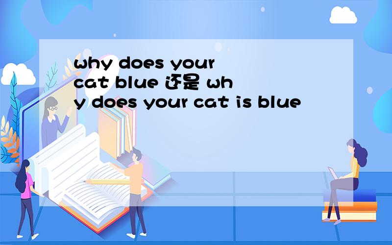 why does your cat blue 还是 why does your cat is blue