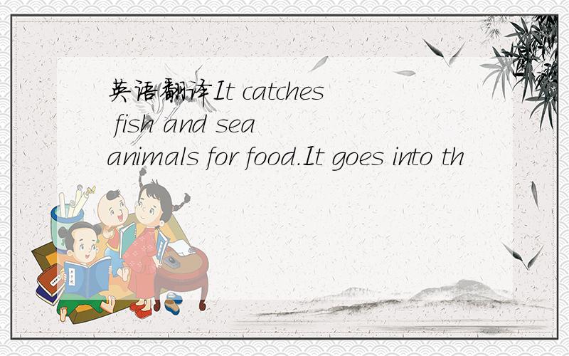 英语翻译It catches fish and sea animals for food.It goes into th