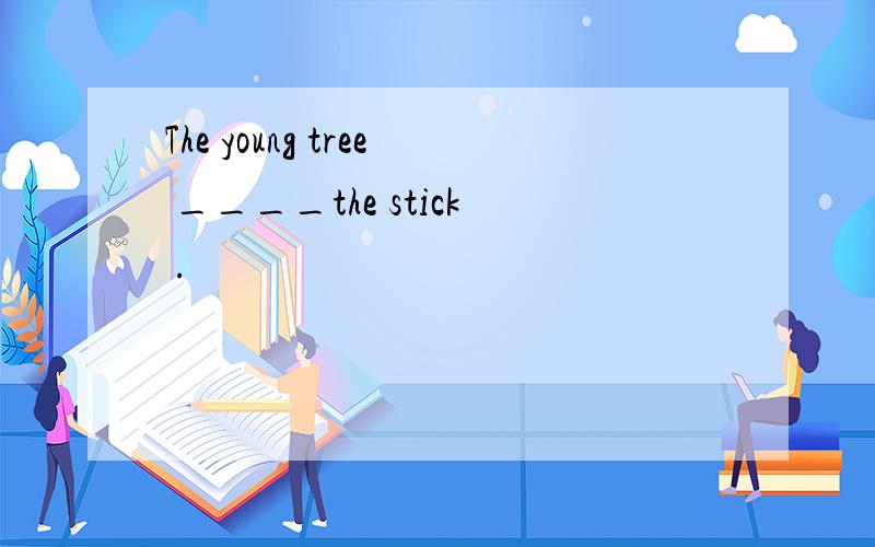 The young tree ____the stick .