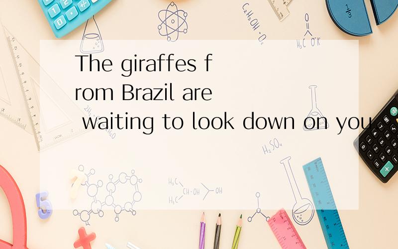 The giraffes from Brazil are waiting to look down on you.
